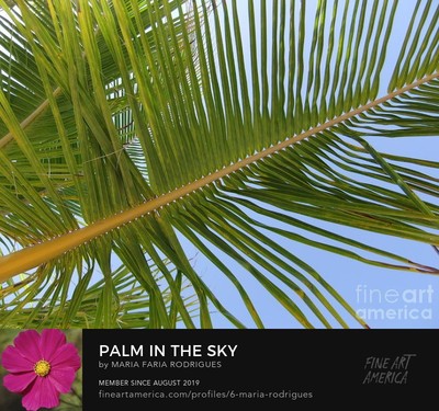 Palm In The Sky